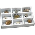 Educational Insights Kit paleontologie - Fosile
