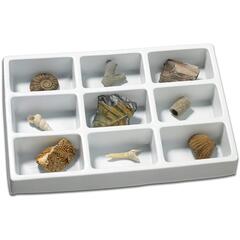 Kit paleontologie - Fosile
