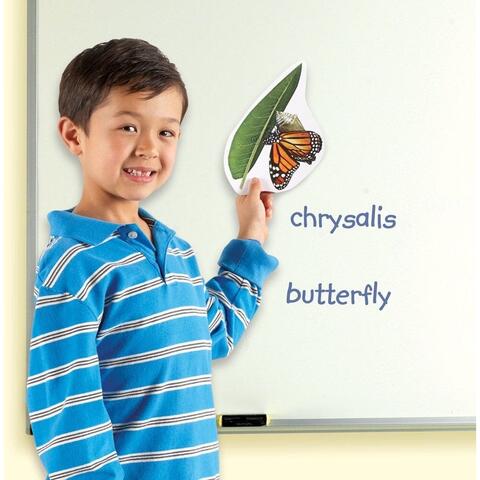 Learning Resources Ciclul vietii fluturelui - set magnetic