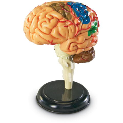 Learning Resources Macheta creierul uman - RESIGILAT