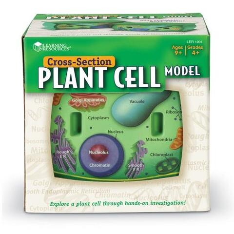Learning Resources Sectiunea celulei plantei