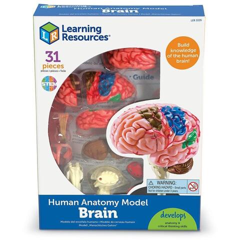 Learning Resources Macheta creierul uman